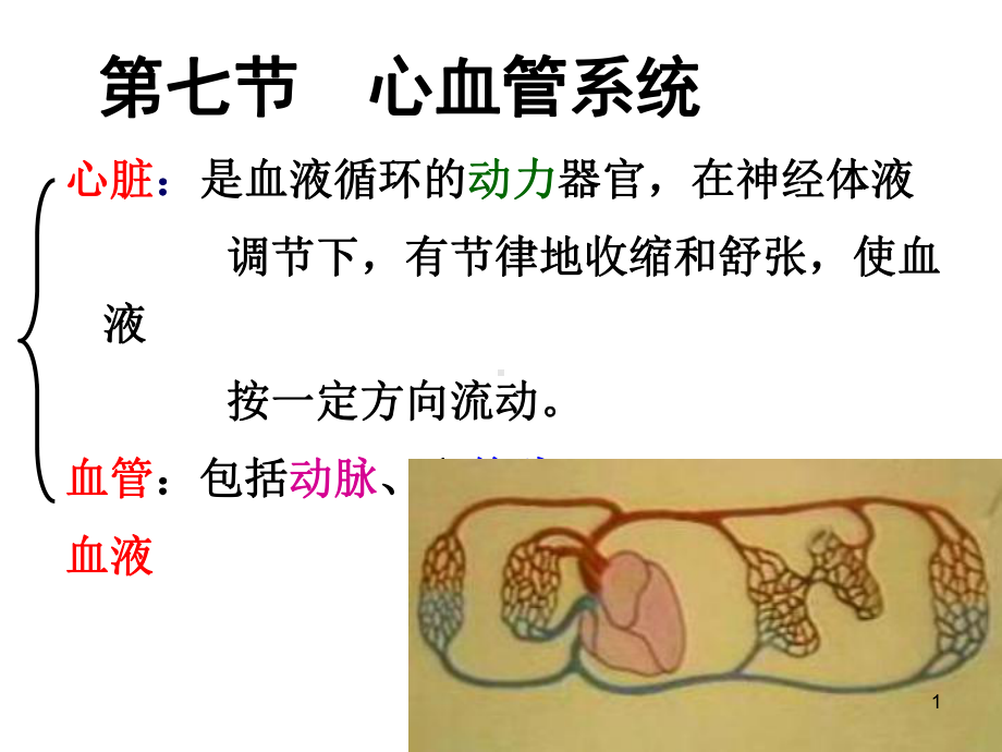 心血管系统MicrosoftPowerPoint(图片FLASH)课件.ppt_第1页