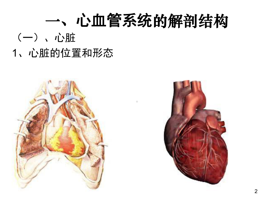 心血管系统MicrosoftPowerPoint(图片FLASH)课件.ppt_第2页