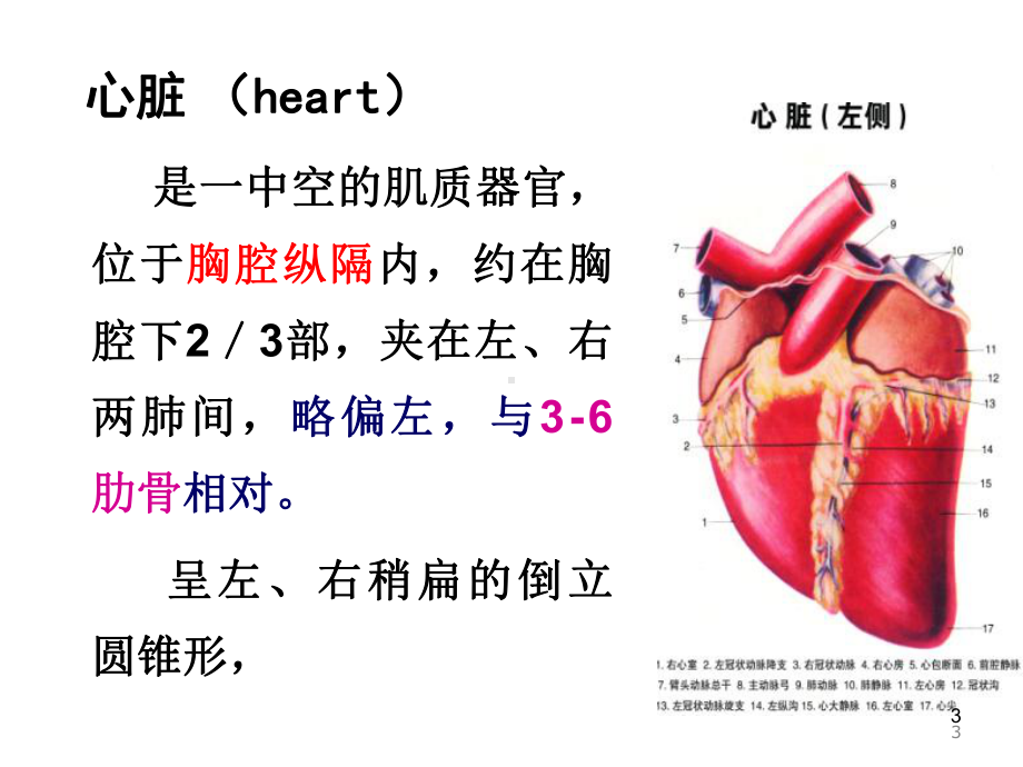 心血管系统MicrosoftPowerPoint(图片FLASH)课件.ppt_第3页