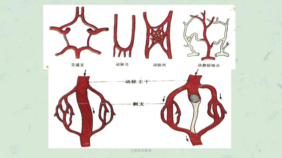 心脏血管解剖课件.ppt_第3页