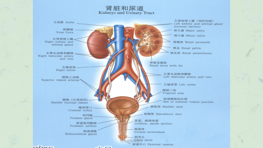 慢性肾脏病简介课件.ppt_第2页