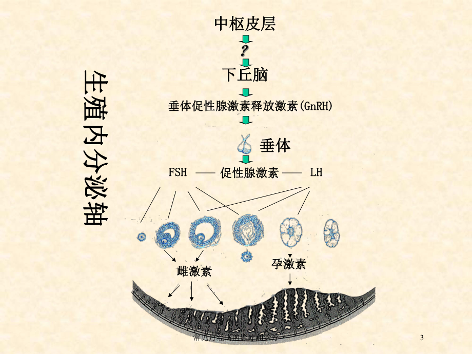 常见月经病的诊疗和治疗培训课件.ppt_第3页