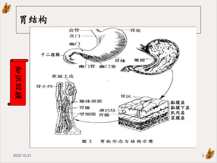 急性胃炎修改课件.ppt_第2页