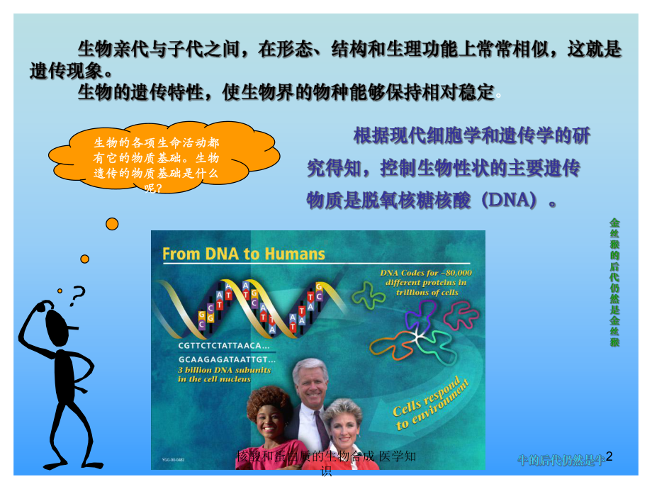 核酸和蛋白质的生物合成-医学知识培训课件.ppt_第2页