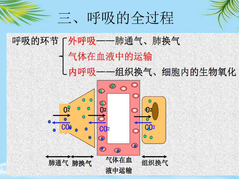 教培用解剖生理学基础第七章呼吸系统课件.ppt_第3页