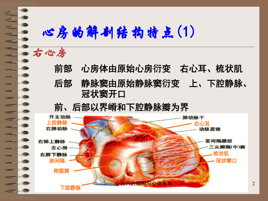 心房内的结构与心律失常培训课件.ppt_第2页