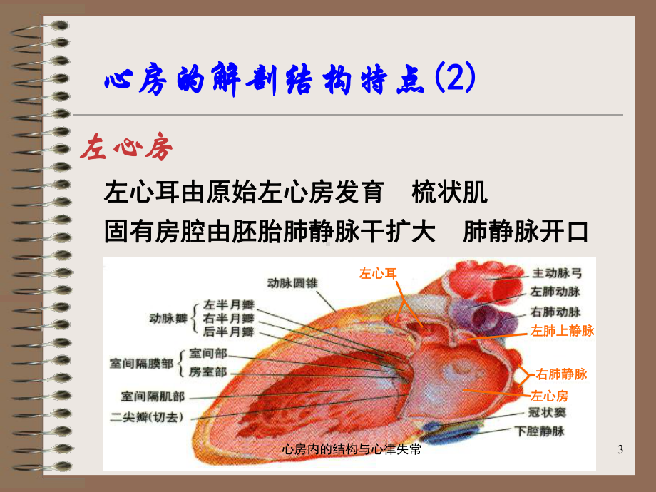 心房内的结构与心律失常培训课件.ppt_第3页