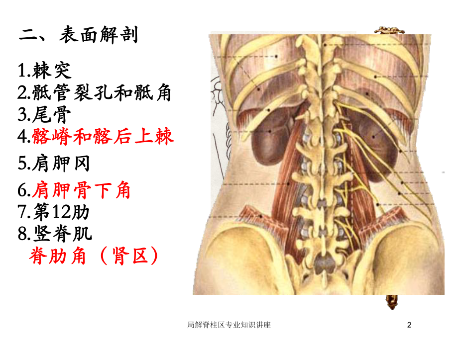 局解脊柱区专业知识讲座培训课件.ppt_第2页