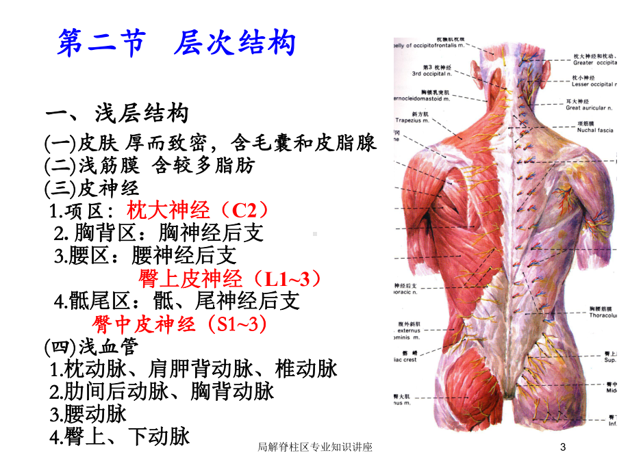 局解脊柱区专业知识讲座培训课件.ppt_第3页