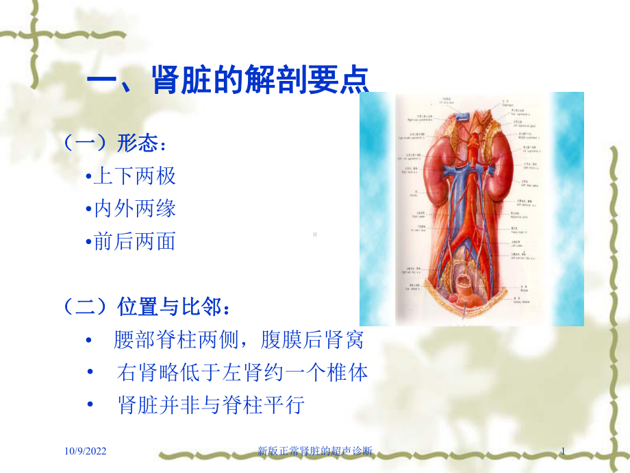 新版正常肾脏的超声诊断培训课件.ppt_第1页