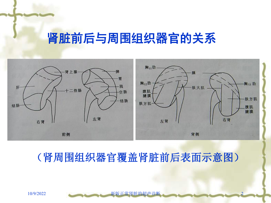 新版正常肾脏的超声诊断培训课件.ppt_第2页