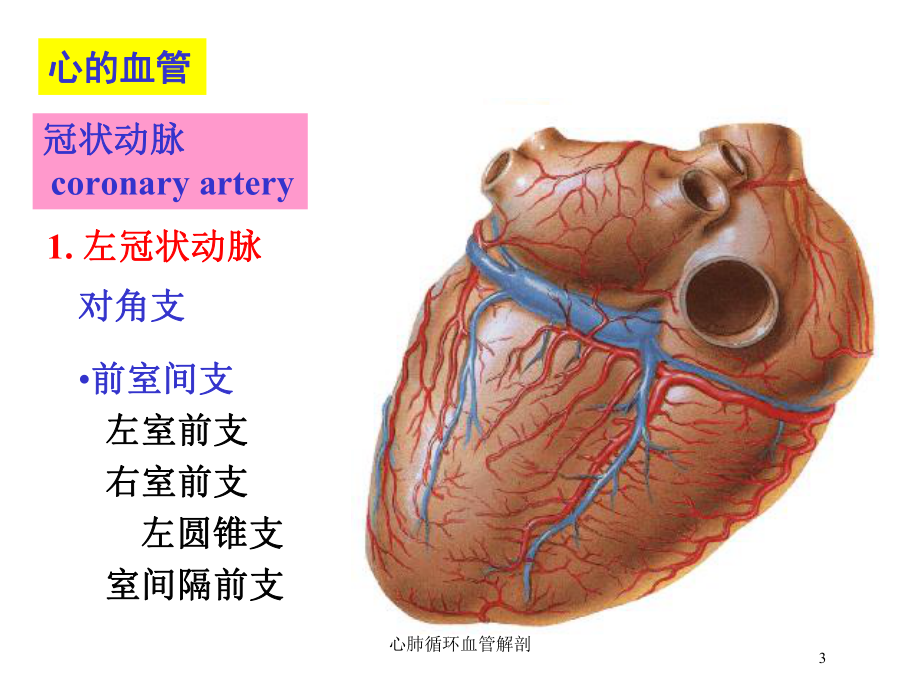 心肺循环血管解剖培训课件.ppt_第3页