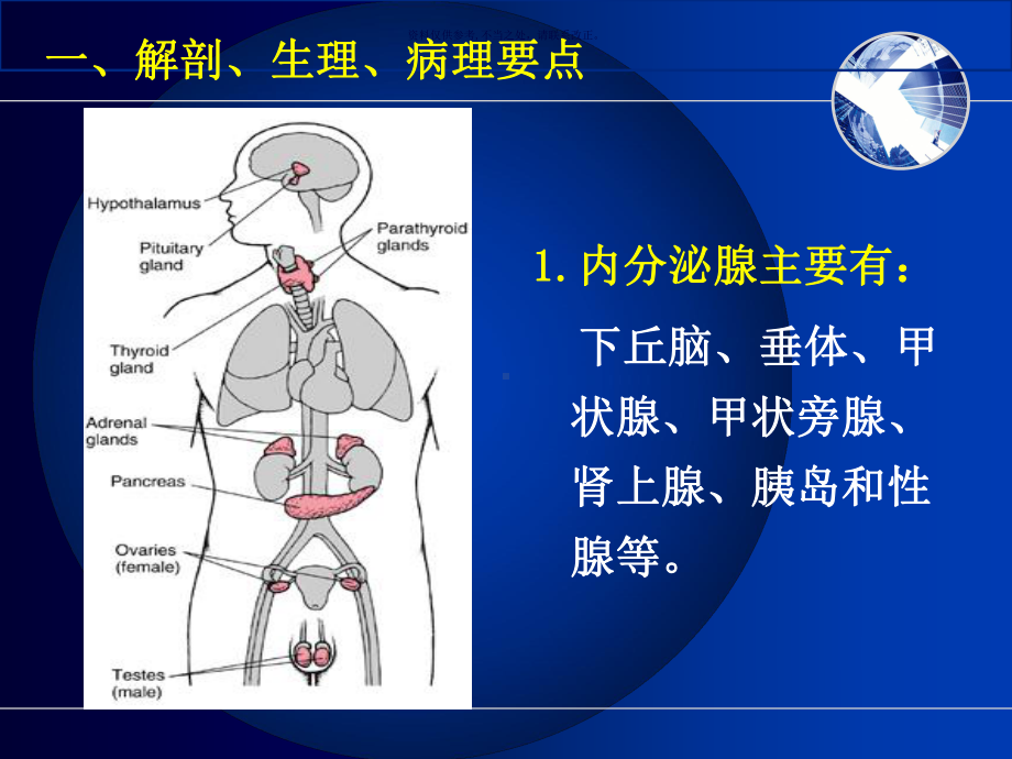 护士考试内科护理学内分泌代谢性疾病病人护理课件.ppt_第2页