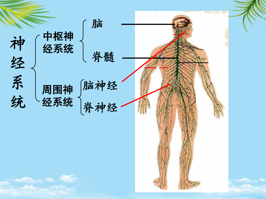 教培用通过神经系统的调节课件.ppt_第2页