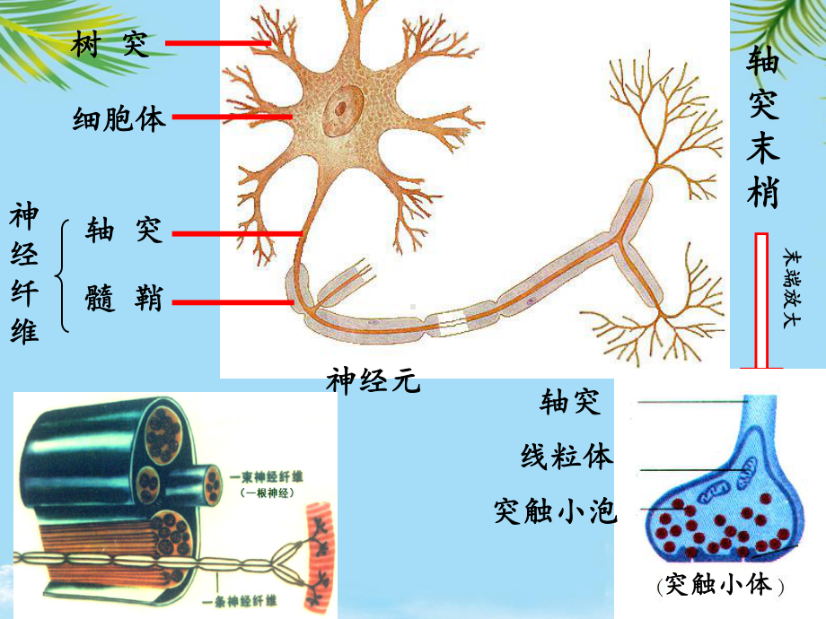 教培用通过神经系统的调节课件.ppt_第3页