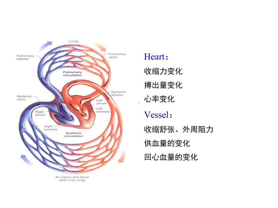 循环系统(心血管活动的调节)课件.ppt_第3页