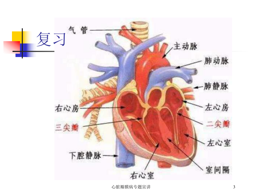 心脏瓣膜病专题宣讲培训课件.ppt_第3页