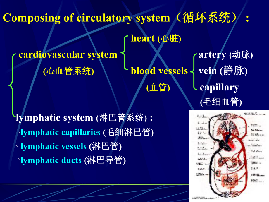 心血管疾病是当前世界范围内的常见病课件.ppt_第3页