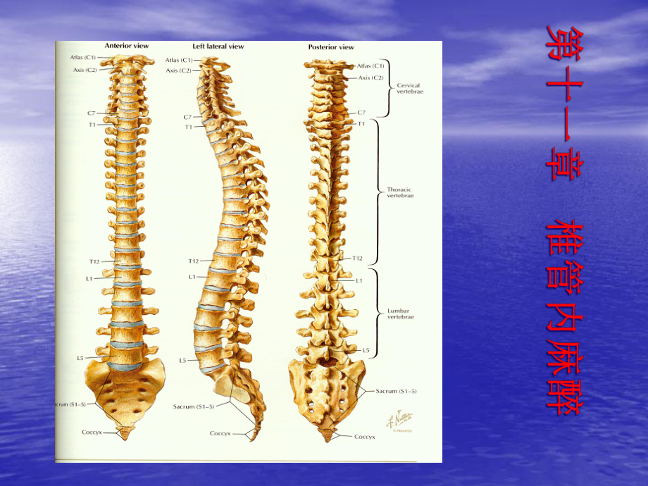 椎管内麻醉医学课件.ppt_第3页