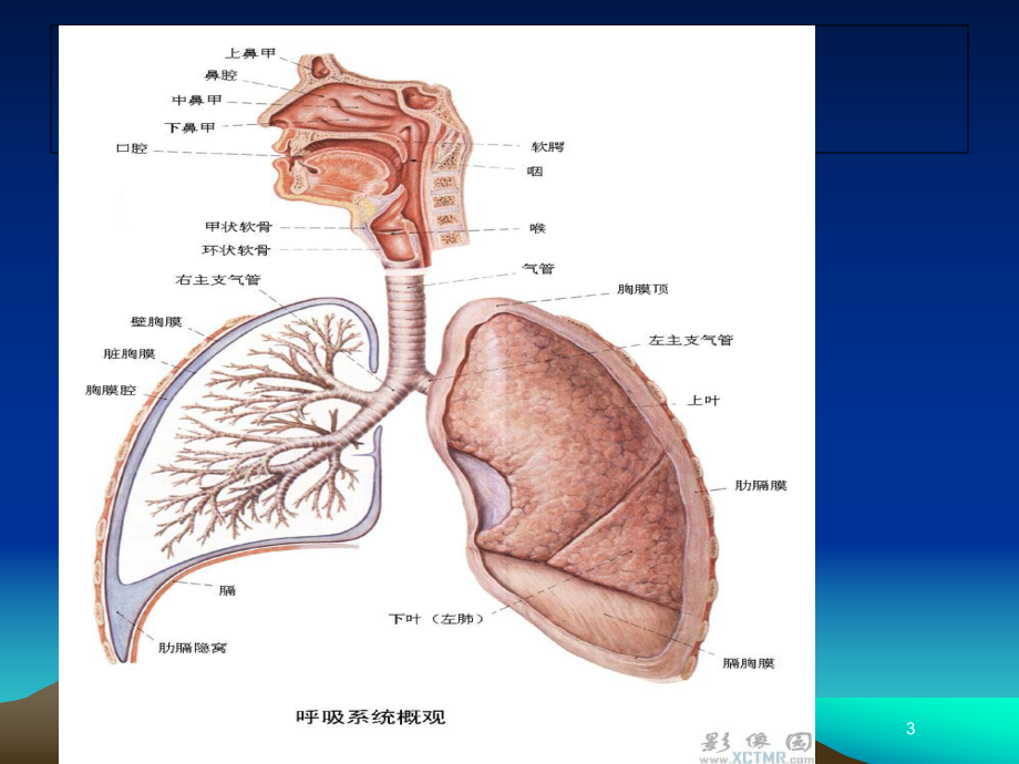 急性上呼吸道梗阻培训课件.ppt_第3页