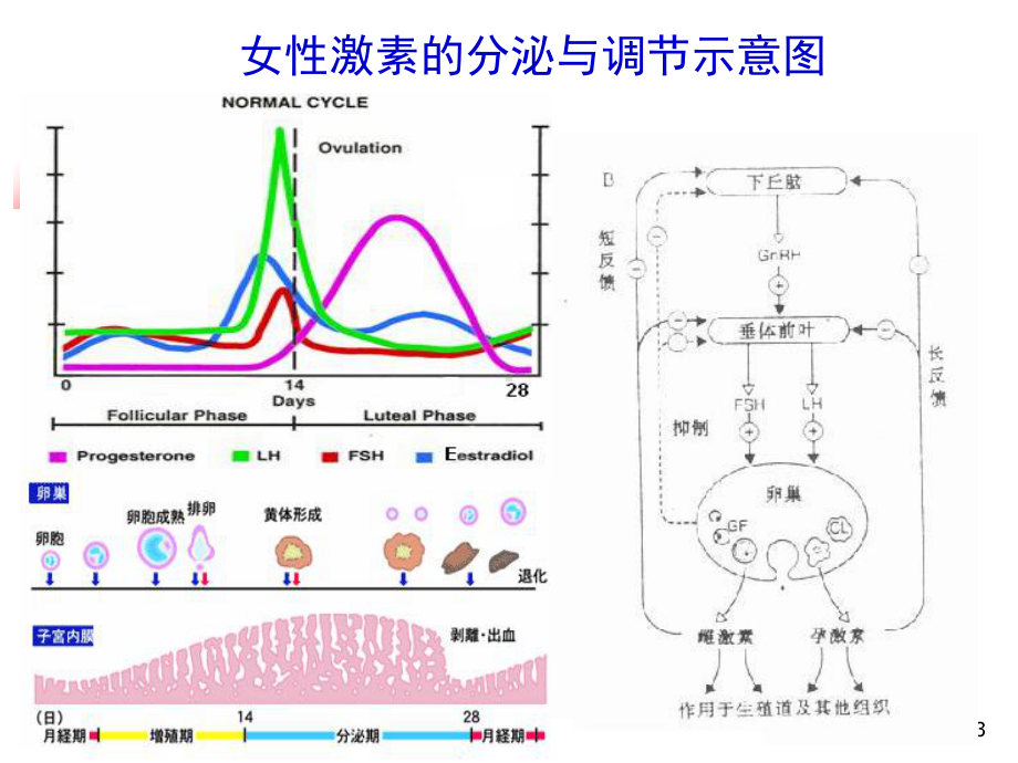 性激素类药及避孕药课件.ppt_第3页