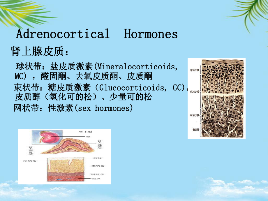 教培用药理学糖皮质激素课件.ppt_第2页