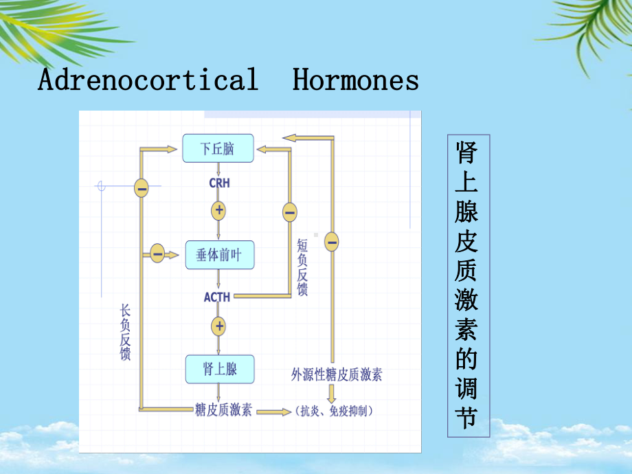 教培用药理学糖皮质激素课件.ppt_第3页