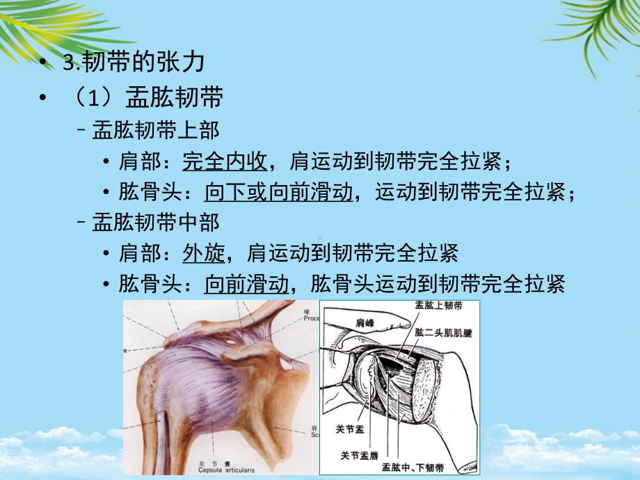 教培用运动学肩关节稳定性课件.ppt_第3页