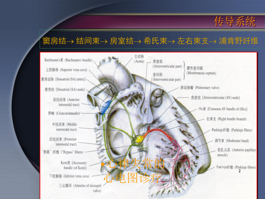 心律失常的心电图诊疗培训课件.ppt_第2页