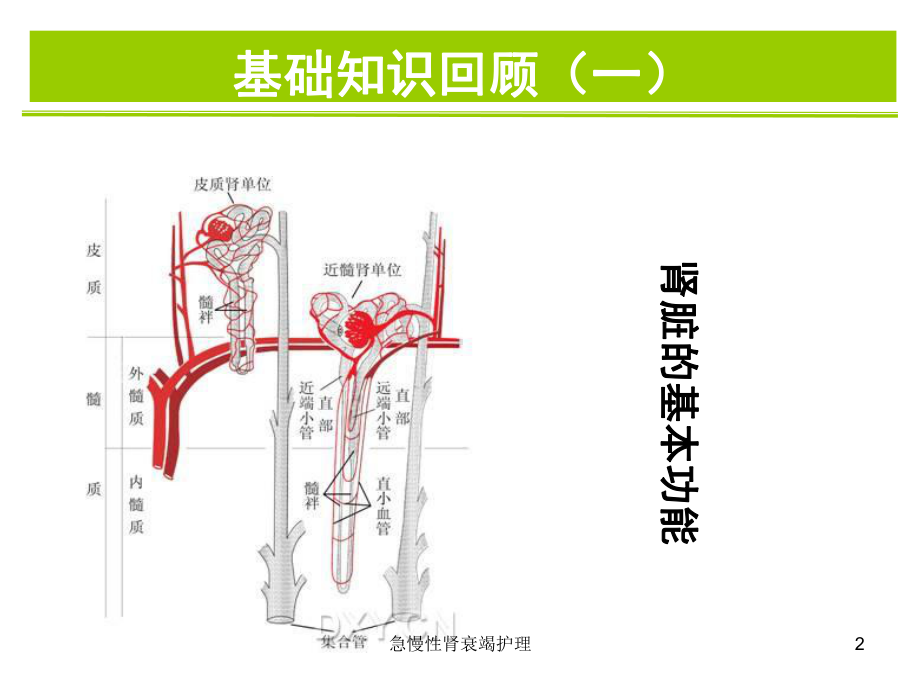 急慢性肾衰竭护理培训课件.ppt_第2页