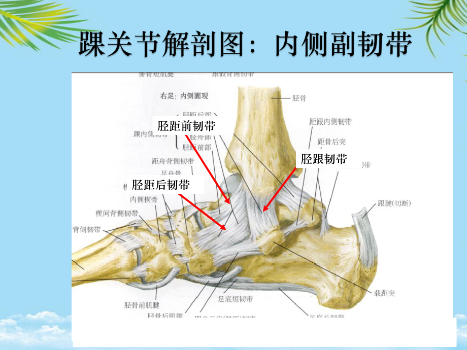 教培用踝关节骨折分型课件.pptx_第3页