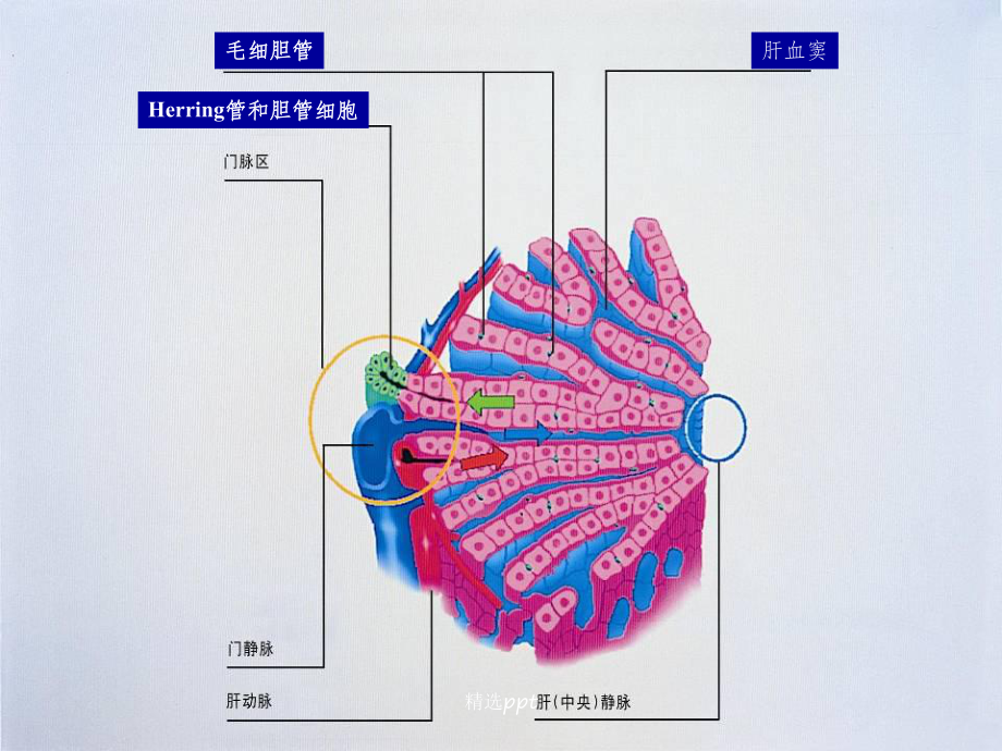 新生儿黄疸的诊断与治疗课件-2.ppt_第3页