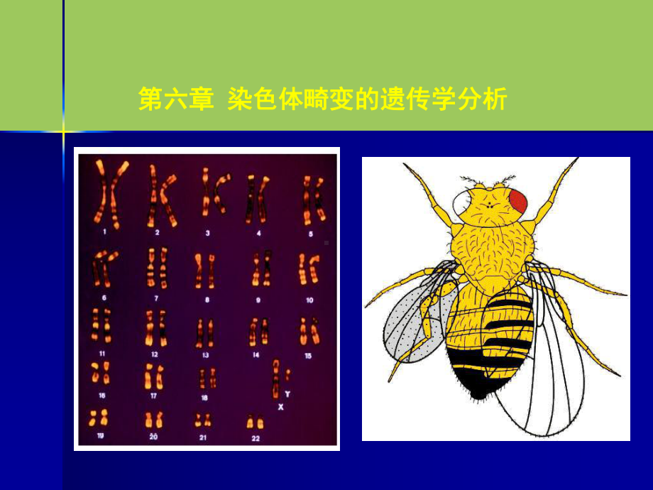 染色体畸变的遗传学分析最全课件.ppt_第2页