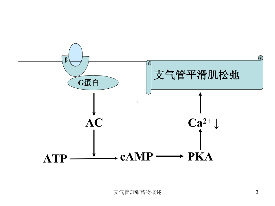 支气管舒张药物概述培训课件.ppt_第3页