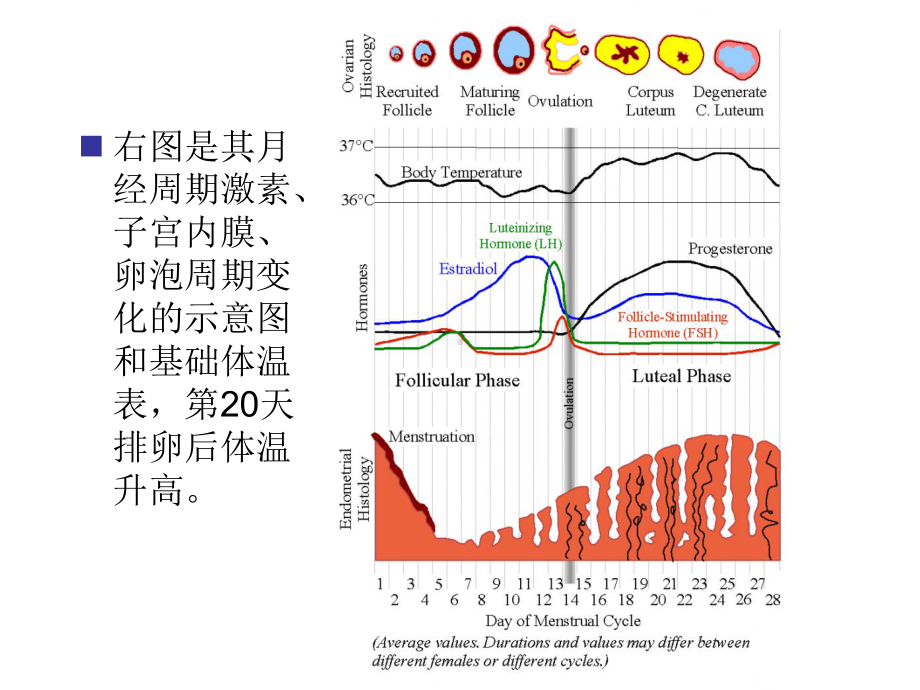 未曾生育过的女士的完整月经周期里的宫颈变化培训课件.ppt_第2页