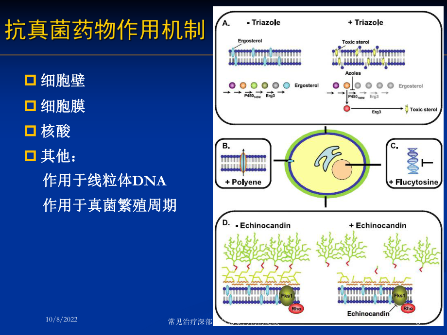 常见治疗深部真菌感染药物的比较课件.ppt_第3页