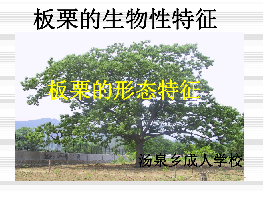 板栗生物性特征课件.ppt_第1页