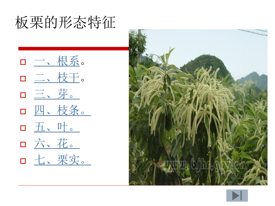 板栗生物性特征课件.ppt_第2页