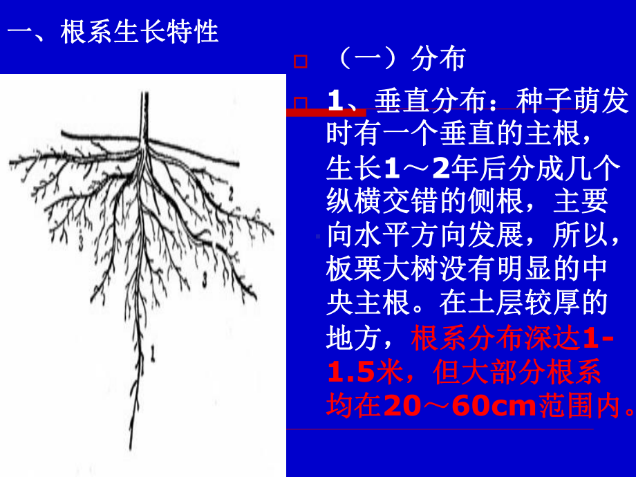 板栗生物性特征课件.ppt_第3页