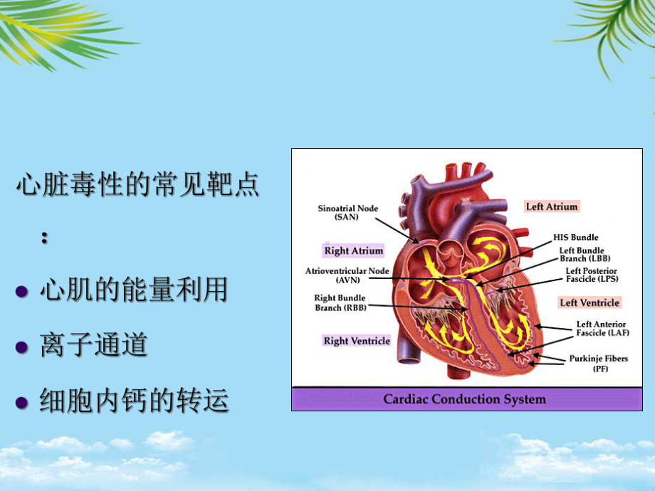 教培用药物对心血管系统的毒性课件.ppt_第2页