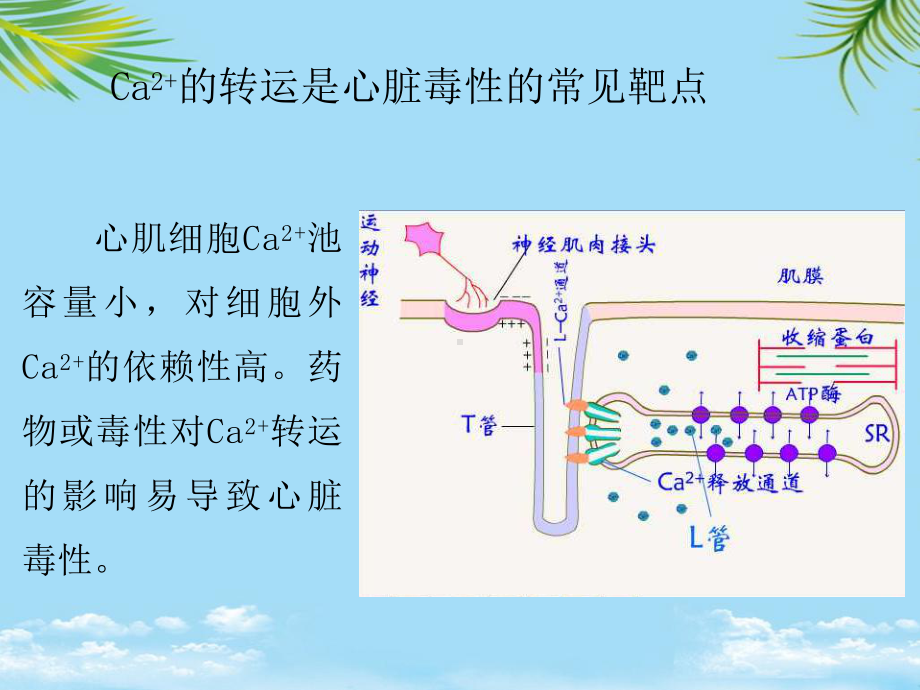 教培用药物对心血管系统的毒性课件.ppt_第3页