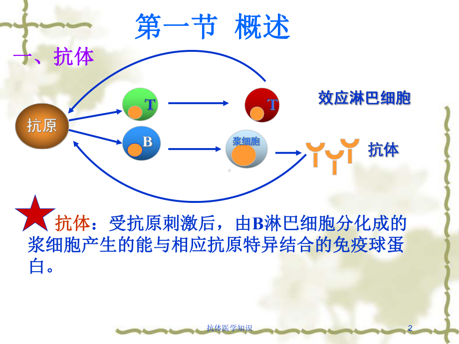 抗体医学知识培训课件.ppt_第2页