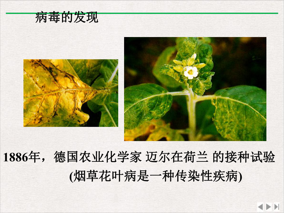 普通植物病理学植物病毒优选课件.ppt_第3页