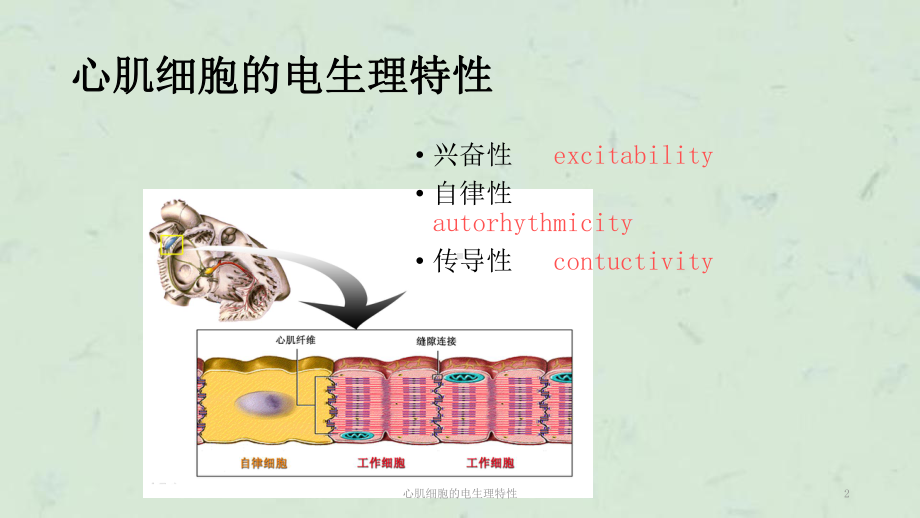 心肌细胞的电生理特性课件.ppt_第2页