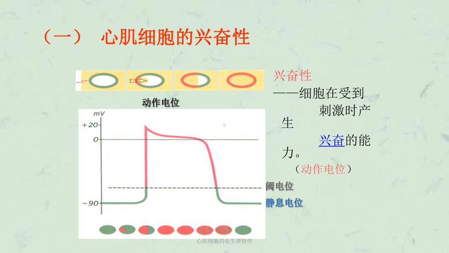 心肌细胞的电生理特性课件.ppt_第3页