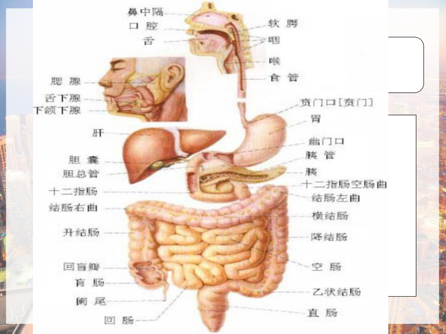 新生儿肠闭锁-课件.pptx_第3页