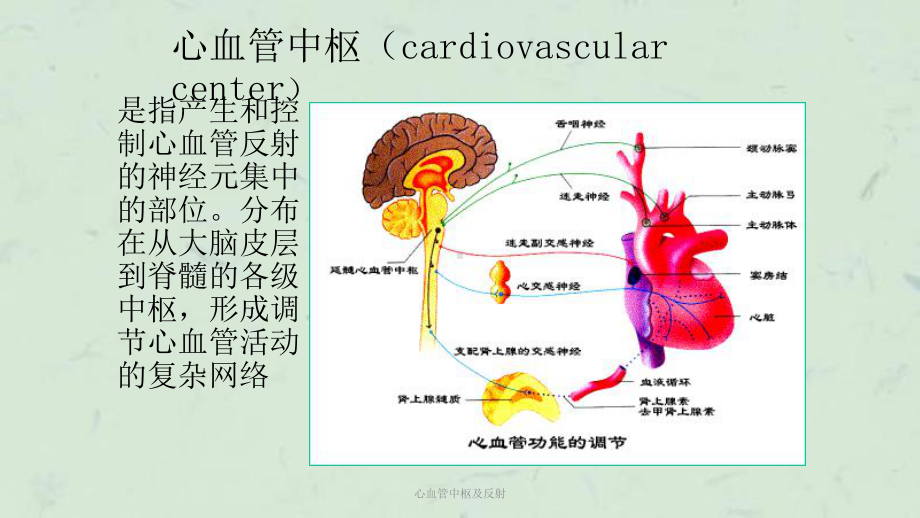 心血管中枢及反射课件.ppt_第2页