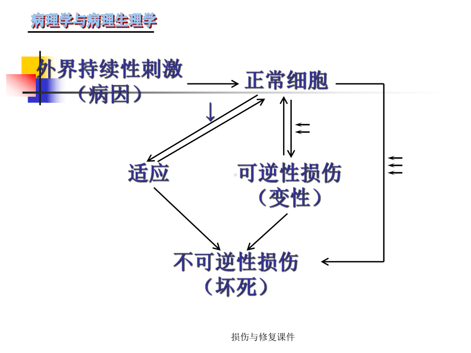 损伤与修复课件.ppt_第2页