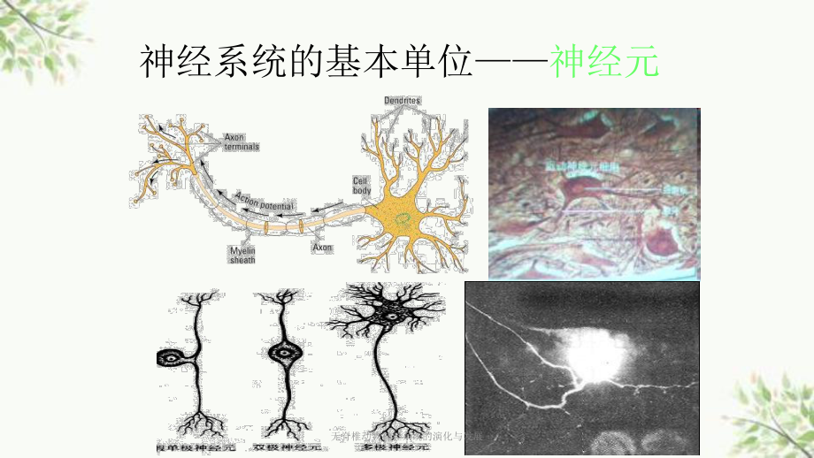 无脊椎动物神经系统的演化与发展课件.ppt_第3页