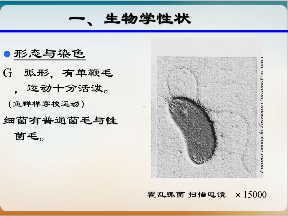 弧菌厌氧性细菌分枝杆菌课件.ppt_第3页